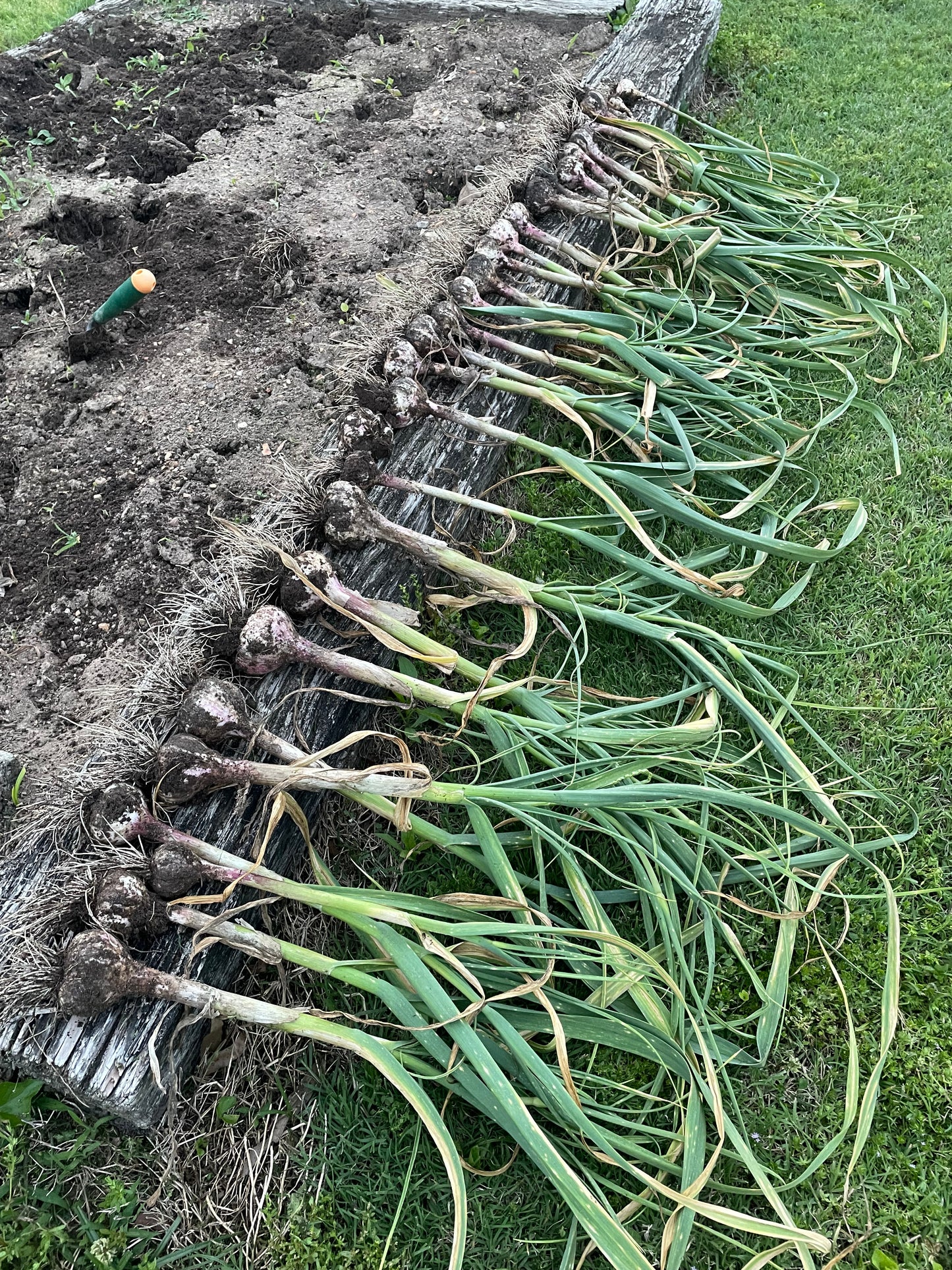 Buy Chesnok Red garlic bulbs for planting. Rich, sweet heirloom hardneck garlic with excellent storage, grown naturally and shipped directly from our Georgia farm.