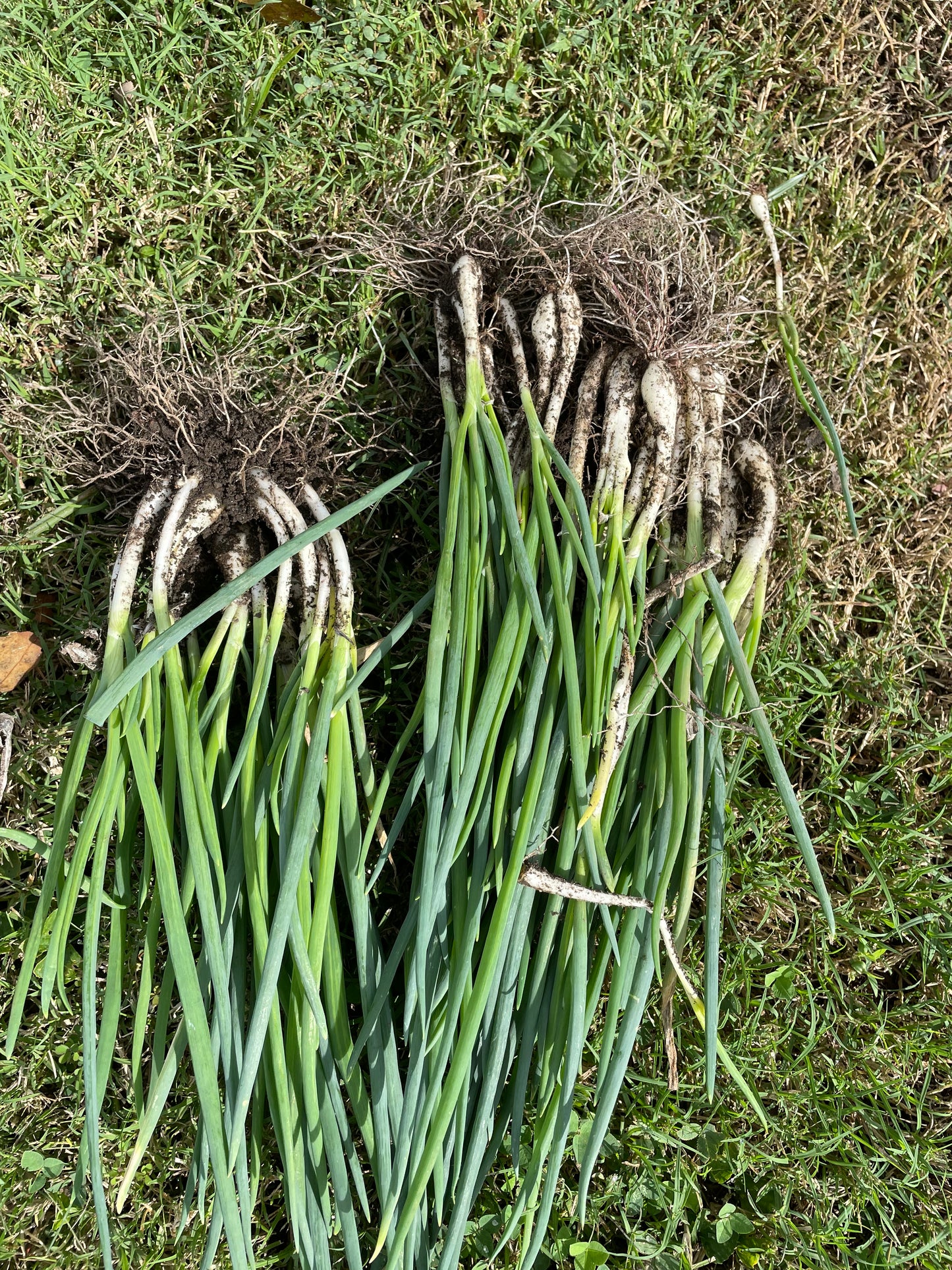 Egyptian Walking Onions