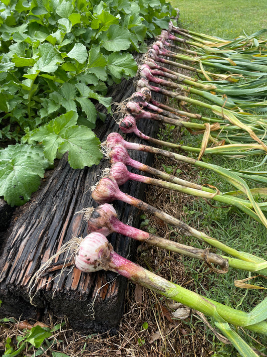 Buy Chesnok Red garlic bulbs for planting. Rich, sweet heirloom hardneck garlic with excellent storage, grown naturally and shipped directly from our Georgia farm.