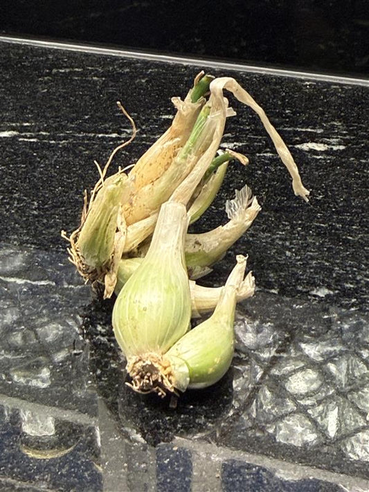 Egyptian Walking Onions