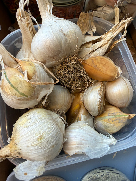 Elephant Garlic Bulbs