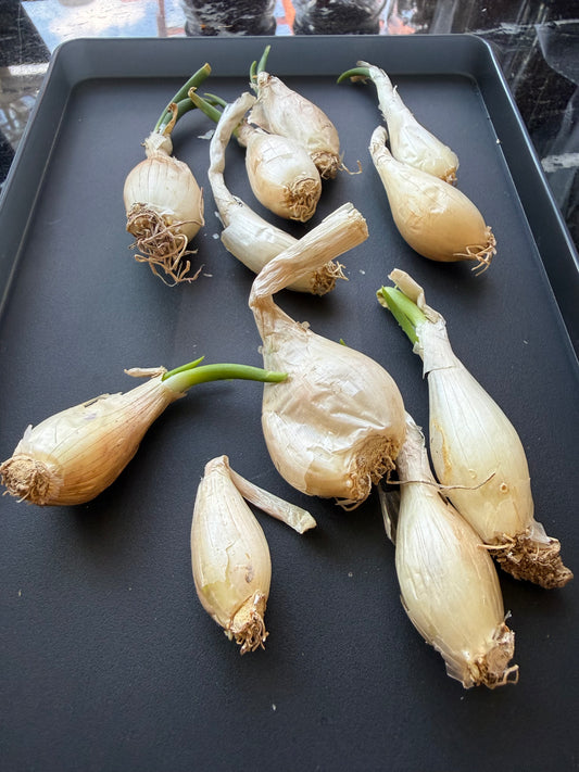 Louisiana Shallot Cloves